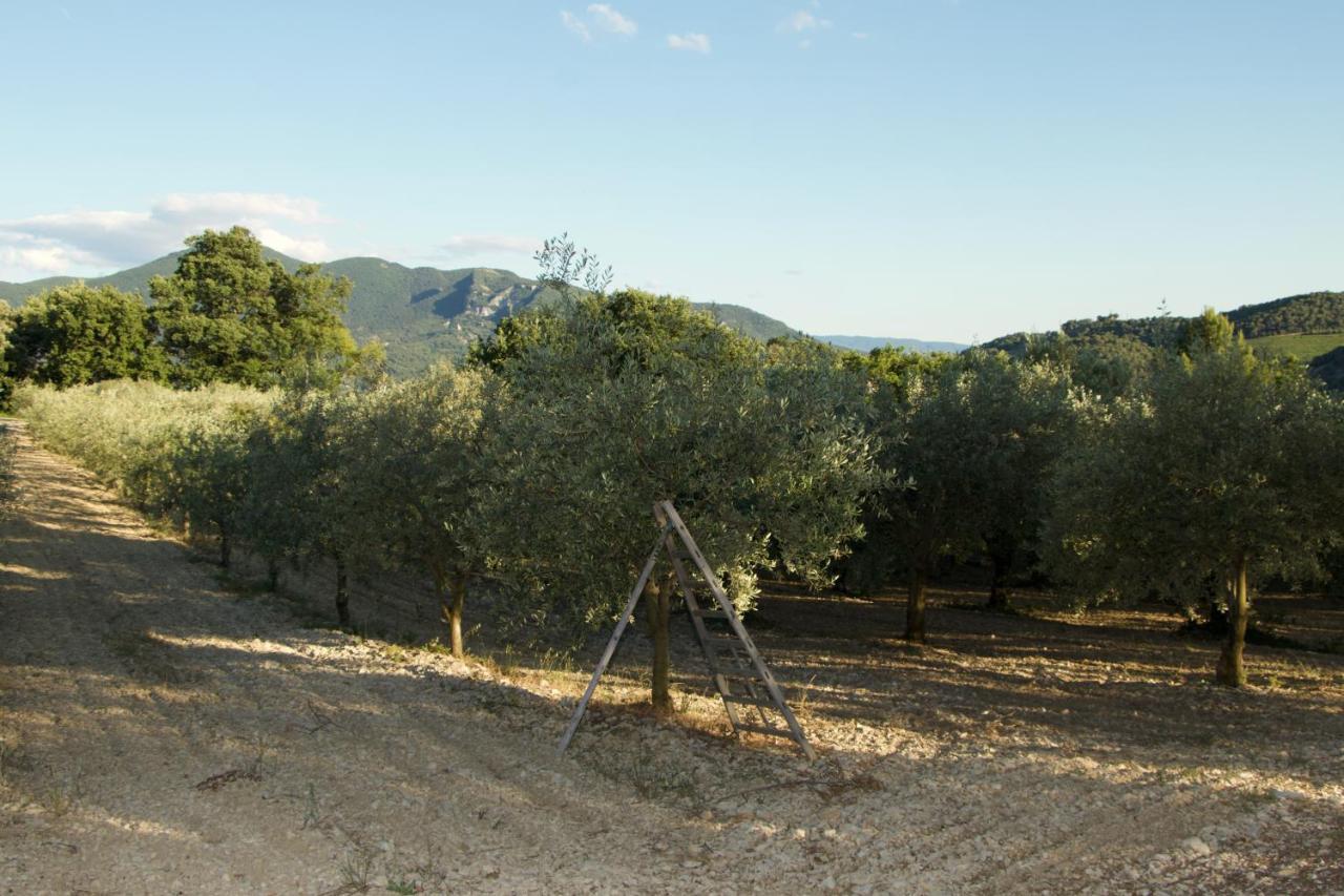 Mas provençal La Serallère au coeur des oliviers Venterol  Extérieur photo